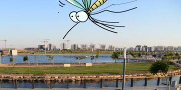 יתושים בבאר שבע