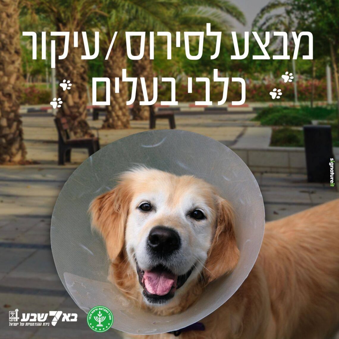 סירוס כלבים קרדיט עירית באר שבע