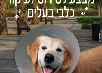 סירוס כלבים קרדיט עירית באר שבע