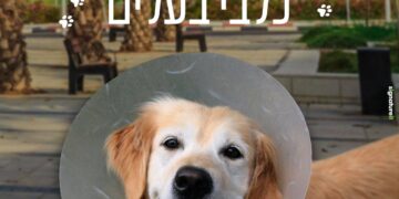 סירוס כלבים קרדיט עירית באר שבע